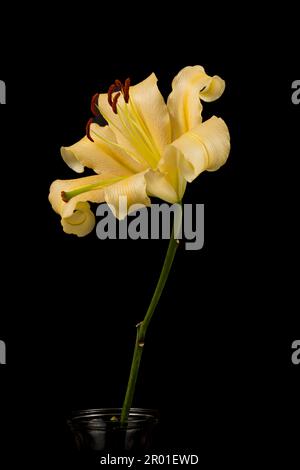 Close detail of White Stargazer Lilies.taken with A Black background, Lilium sono perenni bulbosi Foto Stock