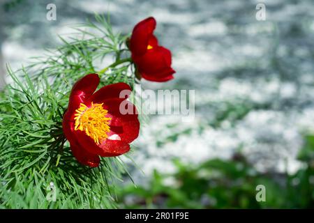 Peonia paeonia tenuifolia selvatica a foglia sottile nel giardino. Messa a fuoco selettiva Foto Stock