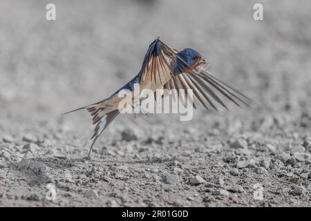In volo, il meraviglioso fienile swallow (Hirundo rustica) Foto Stock