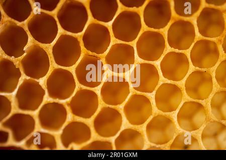 Un pettine di miele è una massa di celle di cera prismatiche esagonali costruite da api di miele nei loro nidi per contenere le loro larve e depositi di miele e polline. Foto Stock