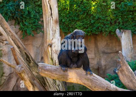 Uno scimpanzé pygmy seduto su un albero nello zoo, guardando la macchina fotografica. Foto Stock