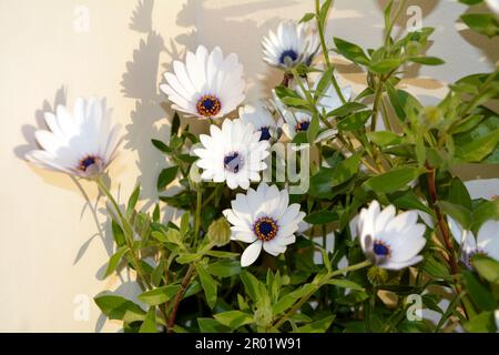 Fiori bianchi e foglie verdi di Capo marguerite o Daisy Africana in una luce brillante in una giornata di sole. Immagine orizzontale con messa a fuoco selettiva Foto Stock