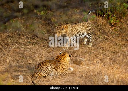 emozionante selvaggio leopardo femminile o pantera o panthera pardus con coda in arrivo vicino al leopardo maschile per fare l'amore nella giungla all'aperto safari a jhalana le Foto Stock