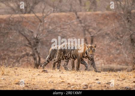 due maschi selvatici tigre bengala o panthera tigris cucciolo di profilo laterale coperto di fango che esce dai fanghi nella stagione estiva secca a ranthambore Foto Stock