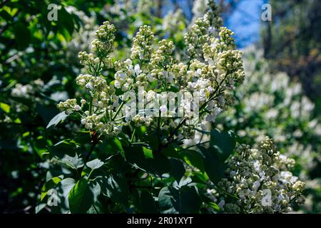 Bella fioritura lilla cespuglio rami con fiori bianchi e foglie verdi. Natura primaverile. Foto Stock