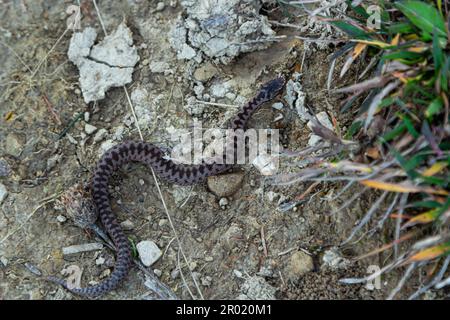 Adder viper serpente Vipera berus allontanandosi dalla pietra. Foto Stock