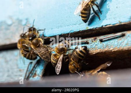 Gruppo di api vicino ad un alveare, in volo. Alveare di legno e api. Le api volano fuori e volano nell'entrata rotonda di un alveare di legno d'annata in un apiar Foto Stock