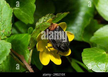 Uno scarabeo carriolo - Oiceoptoma thoracica siede su un fiore giallo all'inizio della primavera nella foresta. Foto Stock