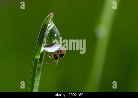 spider si siede sull'erba verde in gocce di rugiada. piccolo ragno nero sull'erba dopo la pioggia, primo piano. sfondo verde sfocato, posizionare per il testo. Foto Stock