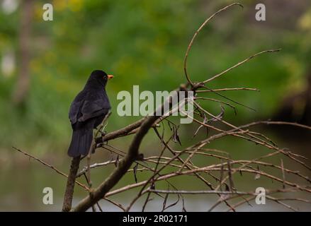 Il comune uccello nero Turdus merula è un uccello relativamente grande e a coda lunga, diffuso e comune, e quindi uno dei più popolari e ben k Foto Stock