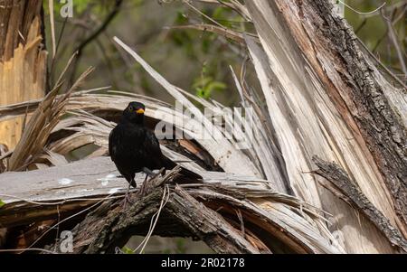 Il comune uccello nero Turdus merula è un uccello relativamente grande e a coda lunga, diffuso e comune, e quindi uno dei più popolari e ben k Foto Stock