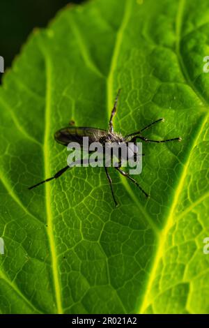 Aquilegia sawfly chiamato anche columbine sawfly Pristiphora rufipes. Comune peste di ribes e uva spina in giardini e piantagioni coltivate. Foto Stock