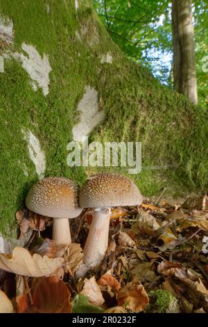 Funghi di Blusher (Amanita rubescens) che crescono alla base di un albero di quercia inglese (Quercus robur), New Forest, Hampshire, Regno Unito, ottobre. Foto Stock