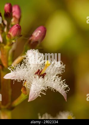Fagiolo di palude (Menyanthes trifoliata) fiorito in un laghetto giardino, Wiltshire, Regno Unito, maggio. Foto Stock