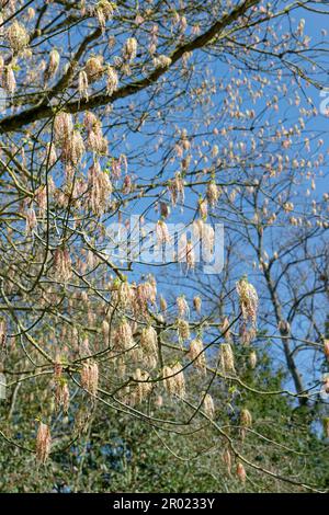 Box acero (Acer negundo) albero fiorito in primavera, Bath, Regno Unito, aprile. Foto Stock