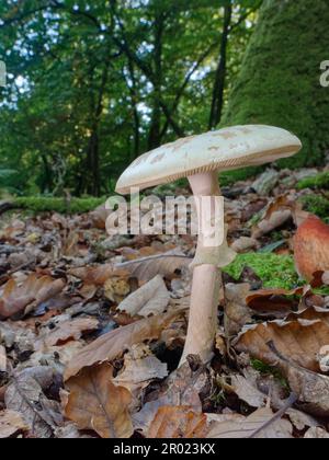 Falso deathcap (Amanita citrina) fungo che cresce alla base di un albero di quercia inglese (Quercus robur), New Forest, Hampshire, Regno Unito, ottobre. Foto Stock