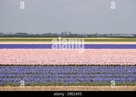 Splendido giacinto olandese. Fiori viola primaverili - Paesi Bassi Foto Stock