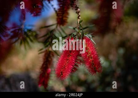 Fiore rosso per lo più sfocato. Pennello scarlatto su fondo verde foglie Foto Stock