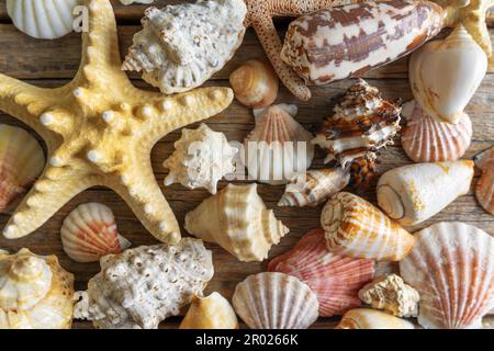 Conchiglie e stelle in una vita ferma. Foto Stock
