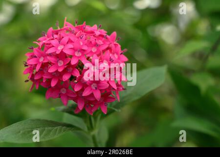 Fiore rosa di Pentas lanceolata Foto Stock