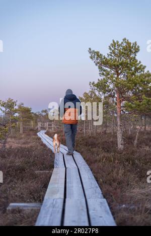 Uomo e cane shiba inu rosso su un sentiero di legno su un grande kemeri Bog, Lettonia durante il tramonto Foto Stock