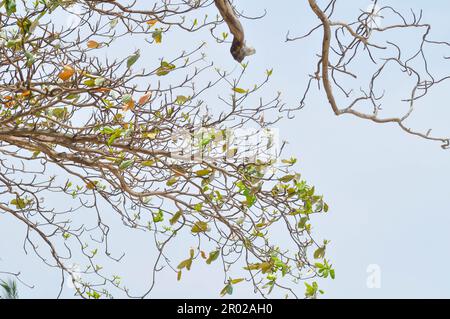 Terminalia catappa, mandorle tropicali o mandorle indiane o False kamani o COMBRETACEAE e cielo sfondo Foto Stock