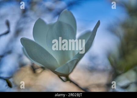 Lussureggiante fiore bianco magnolia primo piano Foto Stock