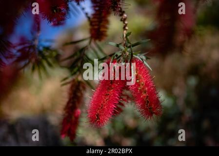 Fiore rosso per lo più sfocato. Pennello scarlatto su fondo verde foglie Foto Stock