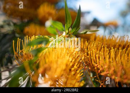 Principalmente sfocato pennello-come fiore giallo. Rovere di seta australiano o rovere d'argento Foto Stock