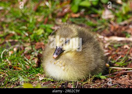 Pulcino d'oca di Greylag (Anser anser), gosling in un prato, Schleswig-Holstein, Germania Foto Stock