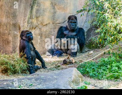 Un gorilla si siede vicino ad un muro al Woodland Park Zoo a Seattle, Washington. Foto Stock