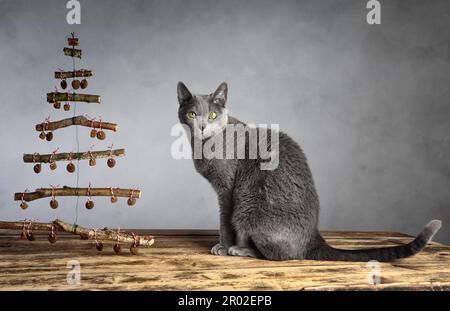 Gatto con simbolico albero di Natale, appeso con cibo gatto come decorazione Foto Stock