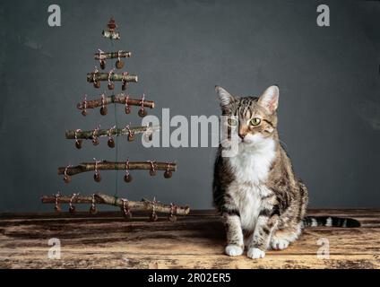 Gatto con simbolico albero di Natale, appeso con cibo gatto come decorazione Foto Stock
