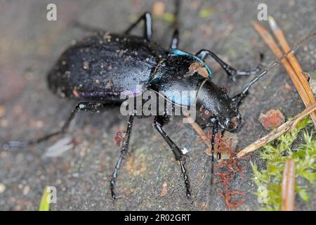 Carabus violaceus, a volte chiamato scarabeo violetto di terra, o scarabeo di pioggia è un predatore che caccia dopo il buio. Foto Stock