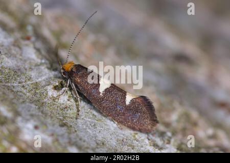 Coltello per foglie piume (Incurvaria masculella), falena della famiglia Incurvariidae. I bruchi sono parassiti, parassiti di molte piante di raccolto. Foto Stock