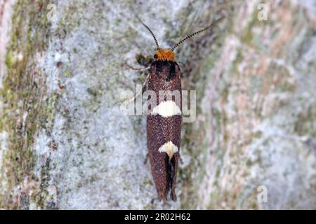 Coltello per foglie piume (Incurvaria masculella), falena della famiglia Incurvariidae. I bruchi sono parassiti, parassiti di molte piante di raccolto. Foto Stock