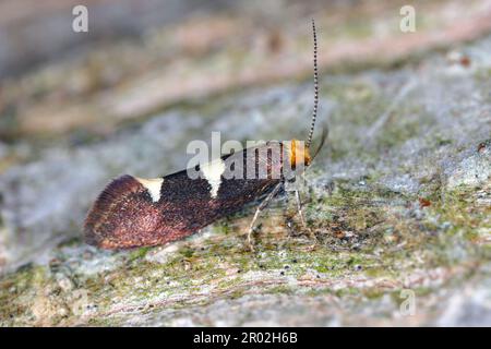 Coltello per foglie piume (Incurvaria masculella), falena della famiglia Incurvariidae. I bruchi sono parassiti, parassiti di molte piante di raccolto. Foto Stock