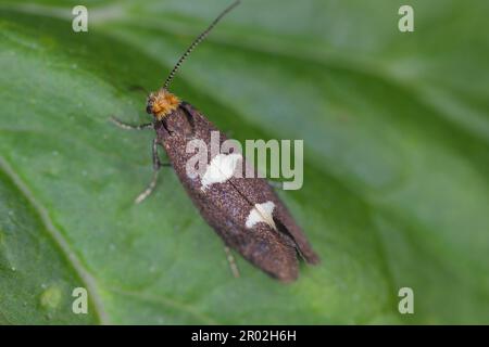 Coltello per foglie piume (Incurvaria masculella), falena della famiglia Incurvariidae. I bruchi sono parassiti, parassiti di molte piante di raccolto. Foto Stock