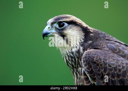 Lanner falcon (Falco biarmicus) Foto Stock