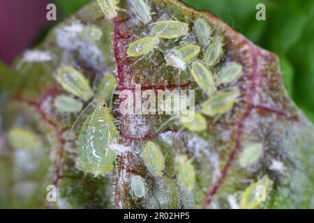 Blister di ribes afidi, Cryptomyzus ribis, di alimentazione sul lato inferiore di una foglia di ribes. Foto Stock