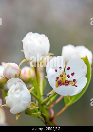 Fiori bianchi e foglie giovani verdi su un ramo di una pera fiorente su uno sfondo verde sfocato. Immagine verticale. Spazio di copia. Foto Stock