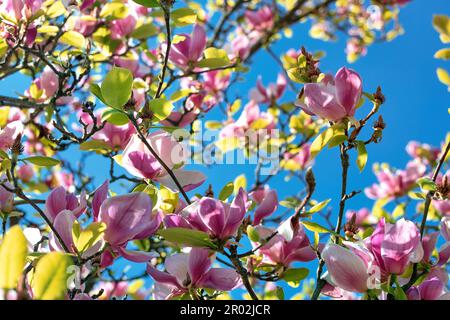 Fiori rosa e foglie giovani verdi sui rami di una magnolia fiorente su un cielo blu chiaro sfondo. Foto Stock