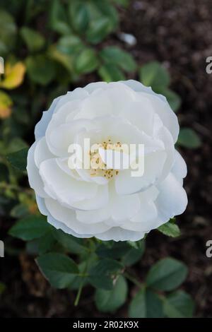 Primo piano di una rosa bianca Foto Stock