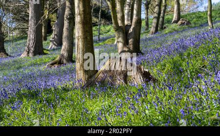 Splendido paesaggio di fiori di campanello nell'area boschiva di Emmitt's Garden, IDE Hill, Sevenoaks, Kent, Inghilterra, REGNO UNITO. Foto Stock