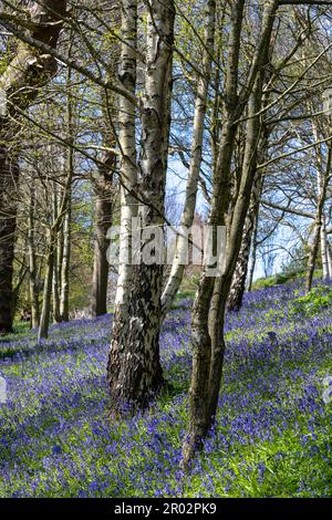 Splendido paesaggio di fiori di campanello nell'area boschiva di Emmitt's Garden, IDE Hill, Sevenoaks, Kent, Inghilterra, REGNO UNITO. Foto Stock