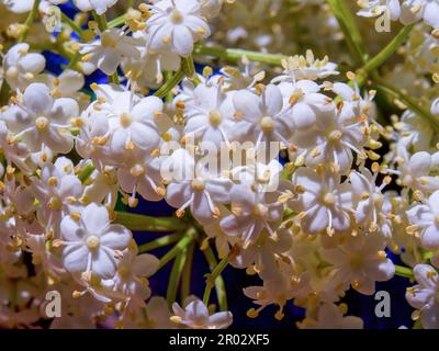 Macro fotografia di alcuni fiori anziani, catturati in un giardino in una giornata di sole vicino alla città di Arcabuco, nella Colombia centrale. Foto Stock