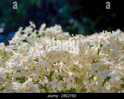 Macro fotografia di alcuni fiori anziani, catturati in un giardino in una giornata di sole vicino alla città di Arcabuco, nella Colombia centrale. Foto Stock