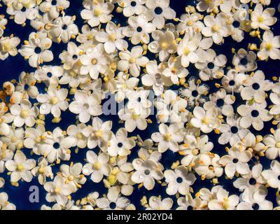 Macro fotografia di alcuni fiori anziani che galleggiano nell'acqua, catturati in una giornata di sole in un giardino vicino alla città di Arcabuco, nella Colombia centrale. Foto Stock