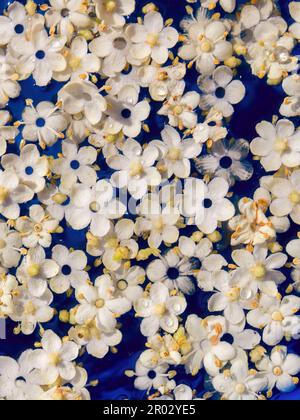 Macro fotografia di alcuni fiori anziani che galleggiano nell'acqua, catturati in una giornata di sole in un giardino vicino alla città di Arcabuco, nella Colombia centrale. Foto Stock