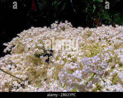 Macro fotografia di alcuni fiori anziani, catturati in un giardino in una giornata di sole vicino alla città di Arcabuco, nella Colombia centrale. Foto Stock